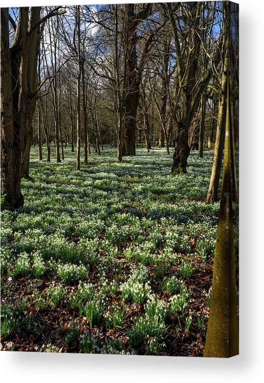 Welford Acrylic Print featuring the photograph Snowdrop Carpet by Mark Llewellyn