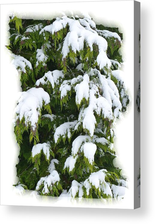 Snowy Cedar Boughs Acrylic Print featuring the photograph Snowy Cedar Boughs by Will Borden