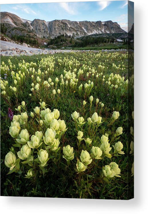 Indian Paintbrush Acrylic Print featuring the photograph Snowy Range Paintbrush by Emily Dickey