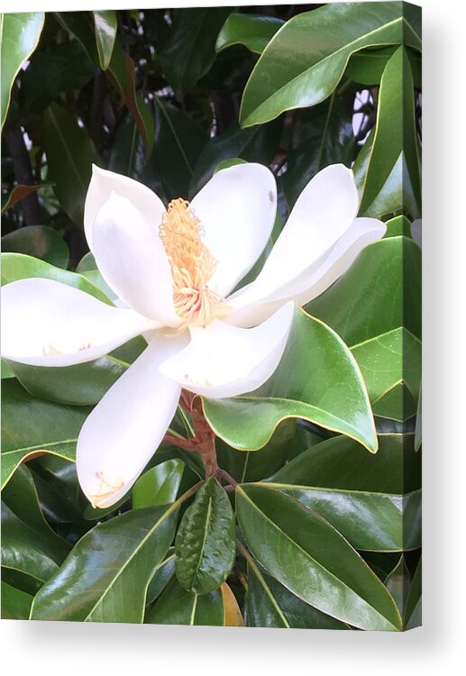 Magnolia Acrylic Print featuring the photograph Soft Magnolia by Pamela Henry