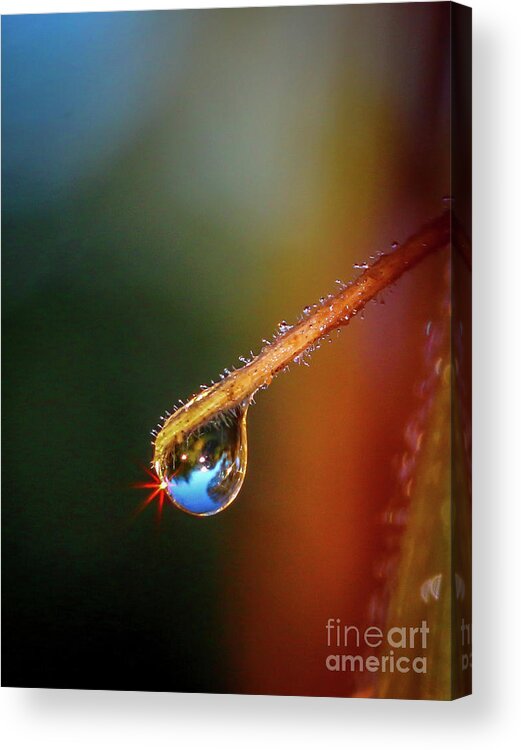 Dew Acrylic Print featuring the photograph Sparkling Drop of Dew by Tom Claud