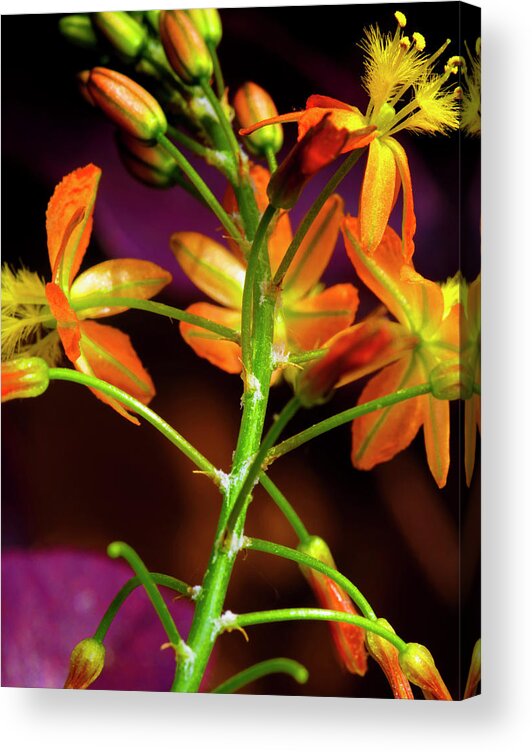 Flower Acrylic Print featuring the photograph Spring Blossoms 3 by Stephen Anderson