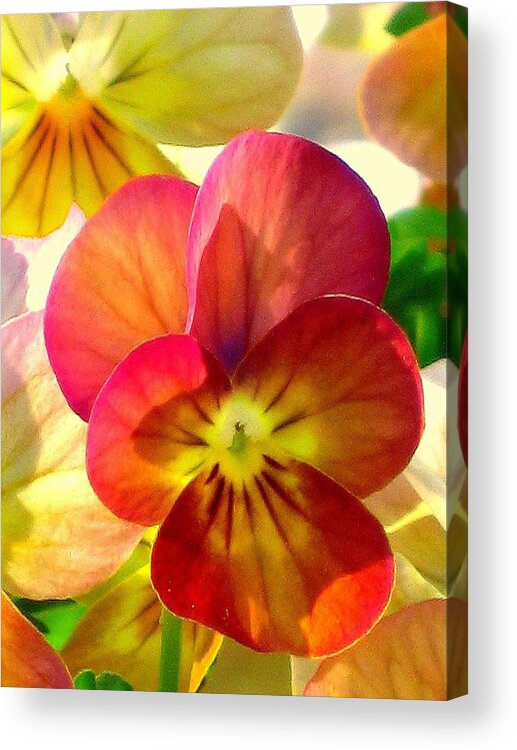 Floral Acrylic Print featuring the photograph Spring Has Sprung by Marla Gilbertson
