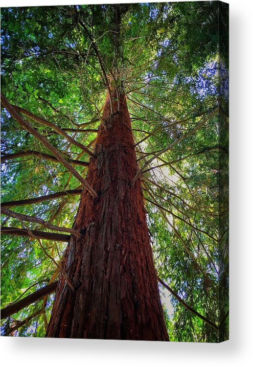 Tree Acrylic Print featuring the photograph Stand Tall by Robin Mayoff