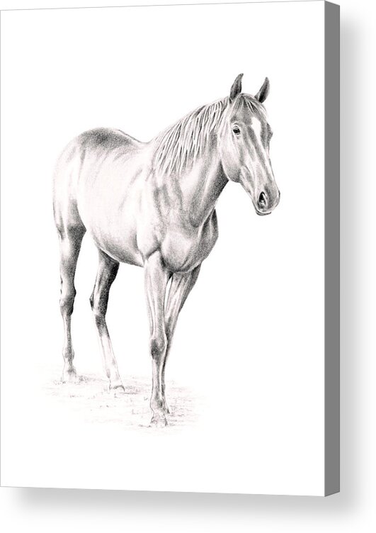 Horse Acrylic Print featuring the drawing Standing Racehorse by Elizabeth Lock