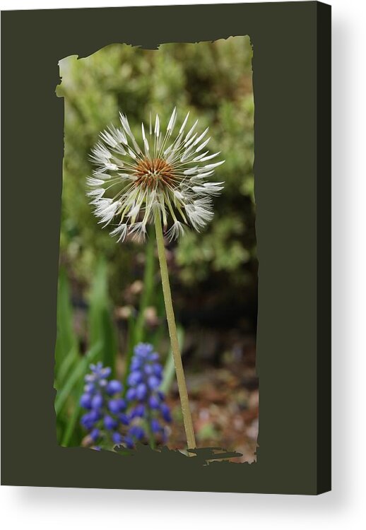 Dandelion Acrylic Print featuring the photograph Starry Dandelion by Margie Avellino