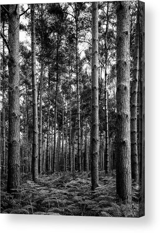 Trees Acrylic Print featuring the photograph Straight Up by Nick Bywater
