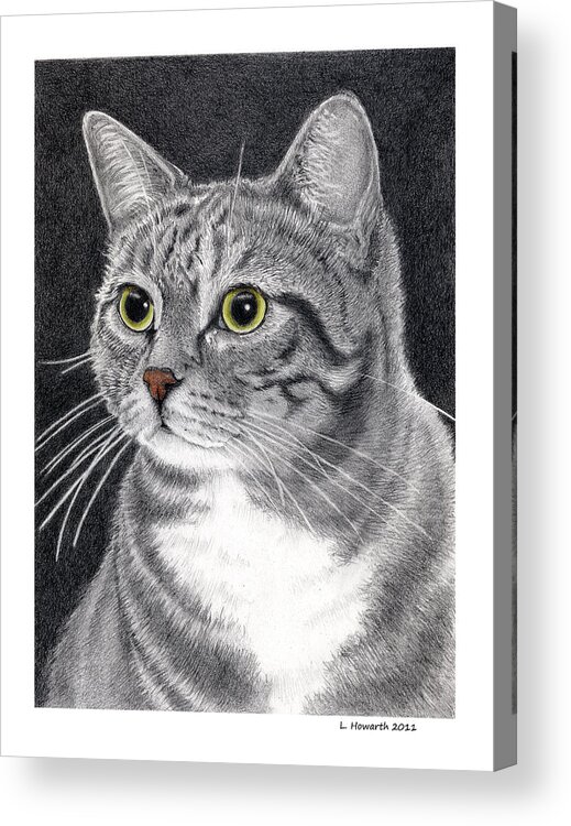 Cat Acrylic Print featuring the drawing Sugar Bear by Louise Howarth