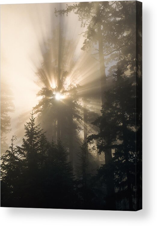 Fog Acrylic Print featuring the photograph Sunlight and Fog by Robert Potts