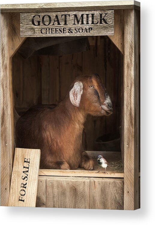 Goat Acrylic Print featuring the photograph Support Your Local Farmer by Robin-Lee Vieira