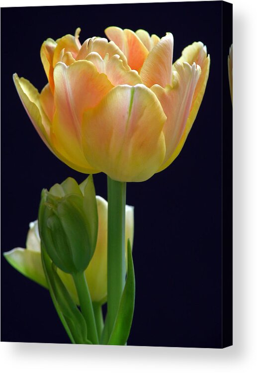 Tulip Acrylic Print featuring the photograph Sweet Happiness by Juergen Roth