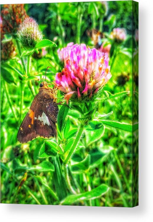  Ditch Acrylic Print featuring the photograph Sweet Nectar by Jame Hayes