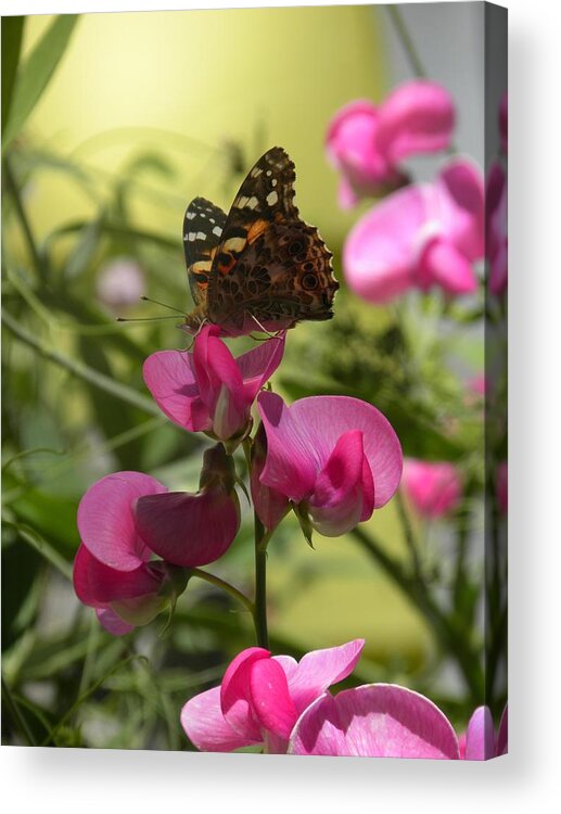 Sweet Pea Acrylic Print featuring the photograph Sweet Pea by Peggy McDonald