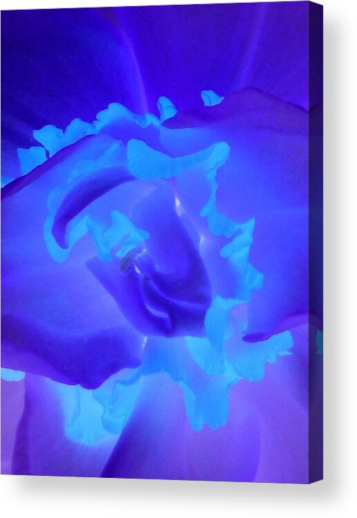 Tulip Acrylic Print featuring the photograph Texas Blooms - Macro - PhotoPower 3286 by Pamela Critchlow