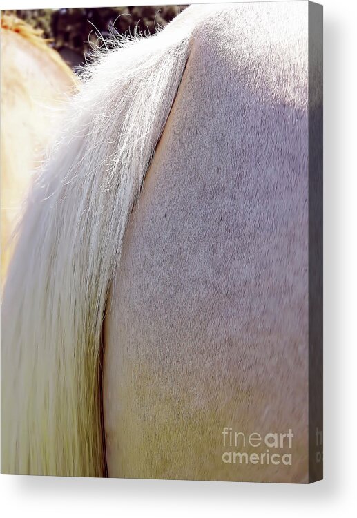 Horse Acrylic Print featuring the photograph The End by D Hackett