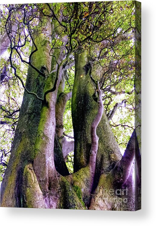 Stirling Castle Acrylic Print featuring the photograph The Kings Tree by Anthony Baatz