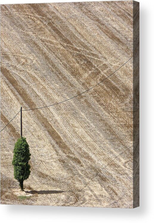 Tree Acrylic Print featuring the photograph The Lonely Tree by Hartmut Knisel