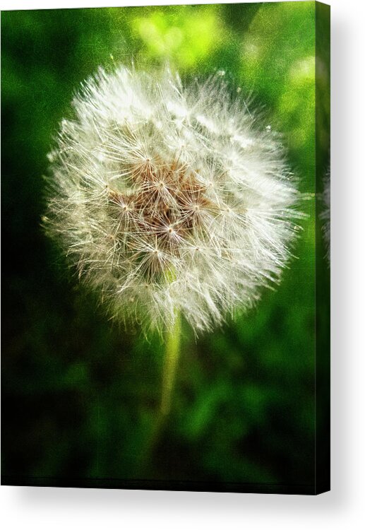 Appalachia Acrylic Print featuring the photograph The Magic of Dandelions by Debra and Dave Vanderlaan