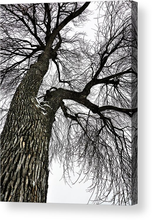 Tree Acrylic Print featuring the photograph The Old Tree by Cristina Stefan