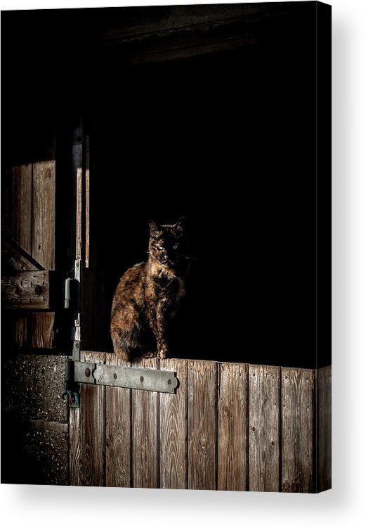 Cat Acrylic Print featuring the photograph The Rat Catcher by Paul Neville