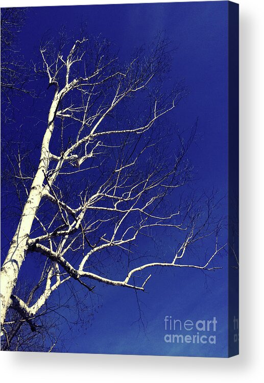 Tree Acrylic Print featuring the photograph The White Tree by Onedayoneimage Photography