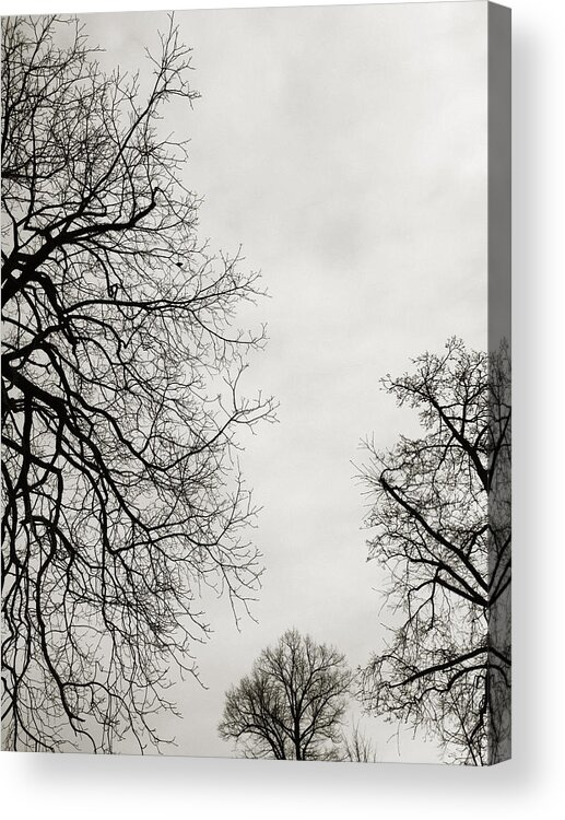 Tree Acrylic Print featuring the photograph Three Trees by Linda Woods