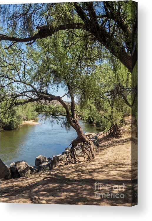 Arizona Acrylic Print featuring the photograph Tiptoeing by Kathy McClure