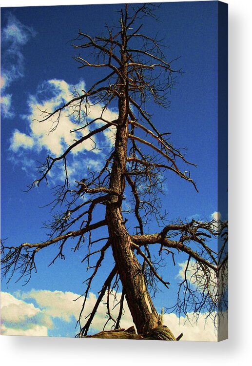 Tree Acrylic Print featuring the photograph Tree at Bryce Canyon Utah. by Martina Fagan