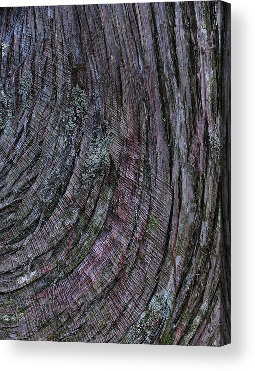 Tree Bark Acrylic Print featuring the photograph Tree bark by Juergen Roth