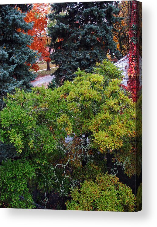 Fall Acrylic Print featuring the photograph Tree by Joanne Coyle