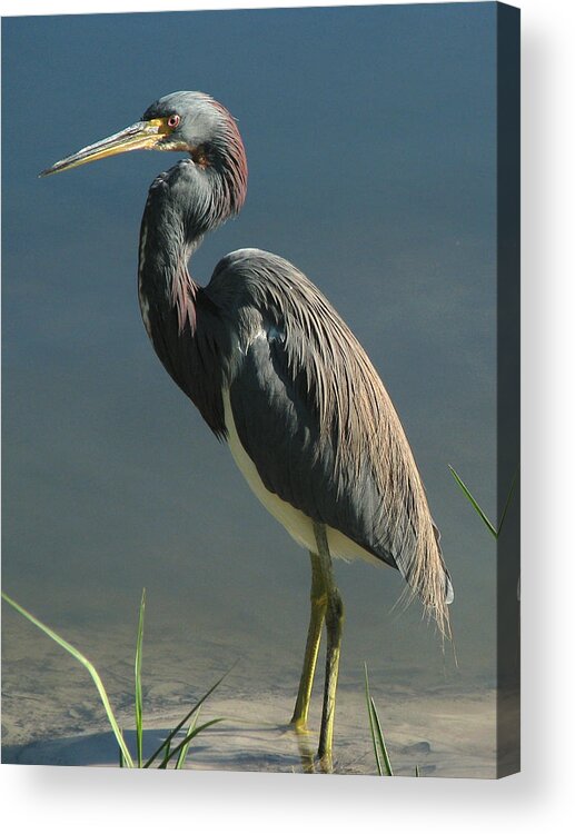 Nature Acrylic Print featuring the photograph Tricolored Heron by Peggy Urban