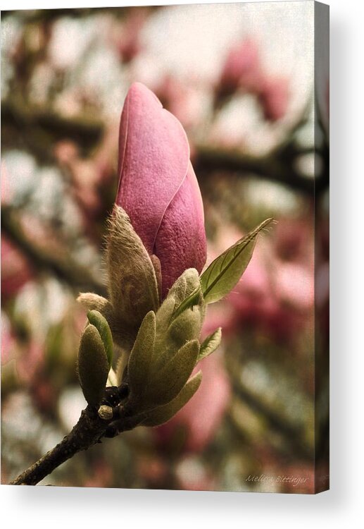 Pink Tulip Magnolia Acrylic Print featuring the photograph Tulip Magnolia Bloom Vintage Style by Melissa Bittinger
