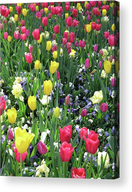 Tulip Acrylic Print featuring the photograph Tulips - Beauty In Bloom 17 by Pamela Critchlow