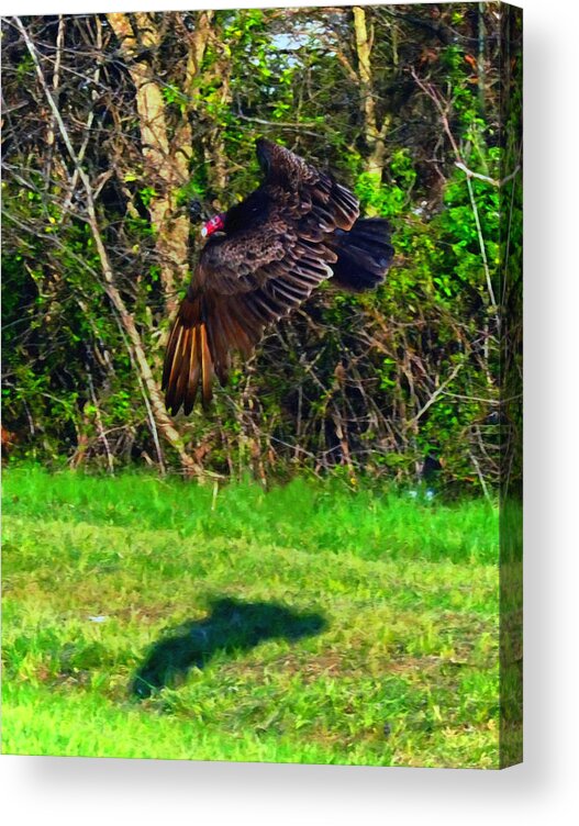 Cathartes Aura Acrylic Print featuring the digital art Turkey Vulture in Flight by Flees Photos