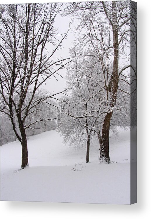 Ice Acrylic Print featuring the photograph Twins trees in the Snow by Adam Long