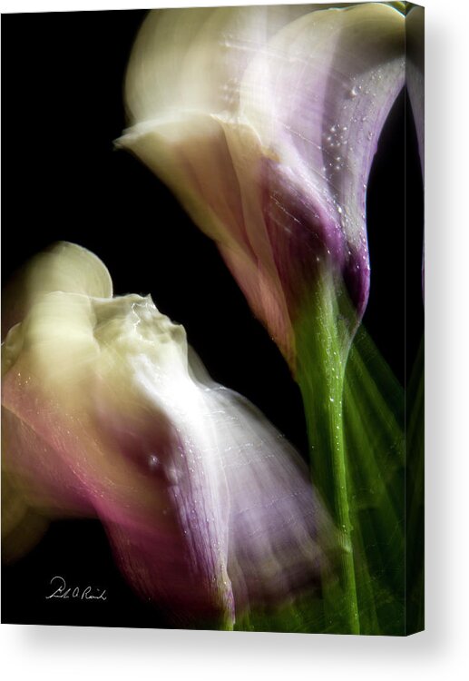 Color Acrylic Print featuring the photograph Twisting Cala Lily Two by Frederic A Reinecke
