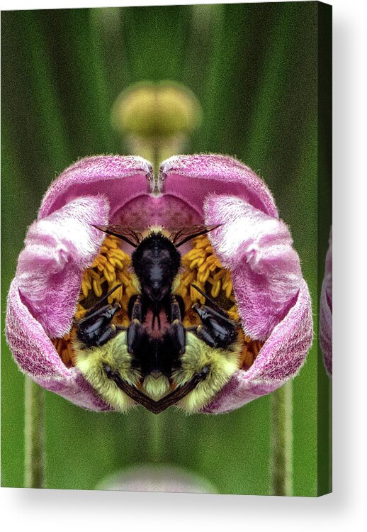 Mirror Image Pareidolia Acrylic Print featuring the photograph Two Bees Pareidolia by Constantine Gregory
