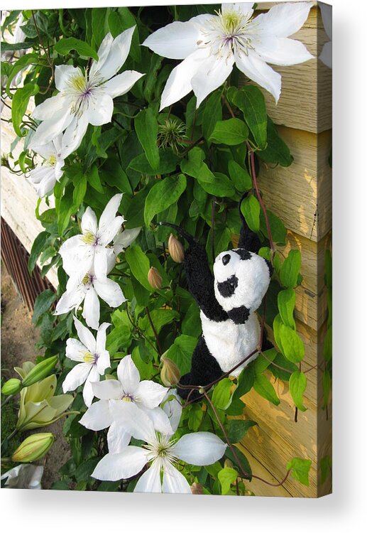 Baby Panda Acrylic Print featuring the photograph Up and up and up by Ausra Huntington nee Paulauskaite