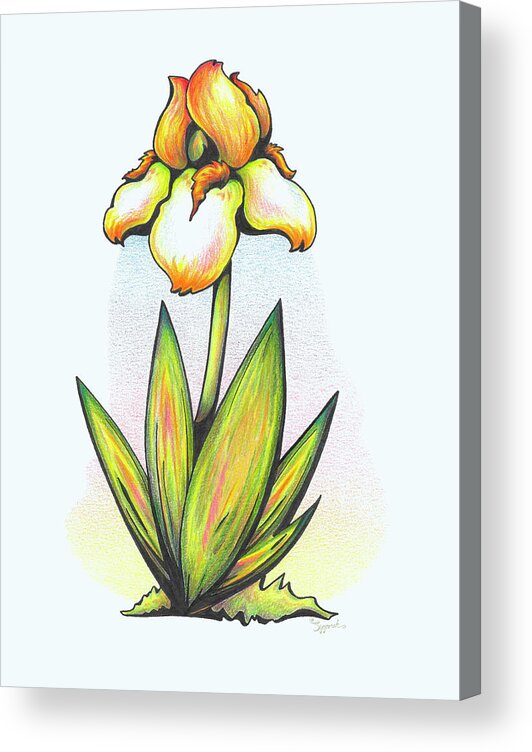 Iris Acrylic Print featuring the drawing Vibrant Flower 7 Iris by Sipporah Art and Illustration