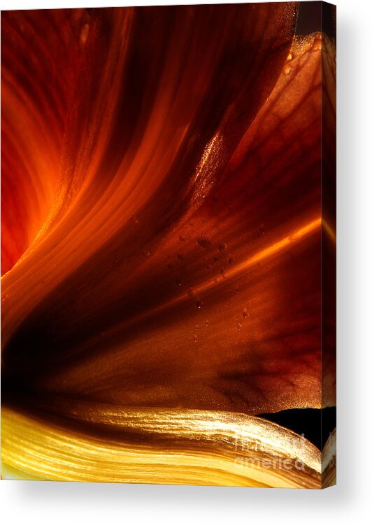 Lily Acrylic Print featuring the photograph Vision Through The Lilies by Michael Eingle