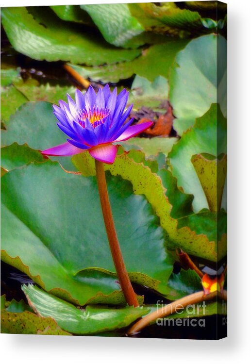 Lily Acrylic Print featuring the photograph Water Lily in Tahiti by Sue Melvin