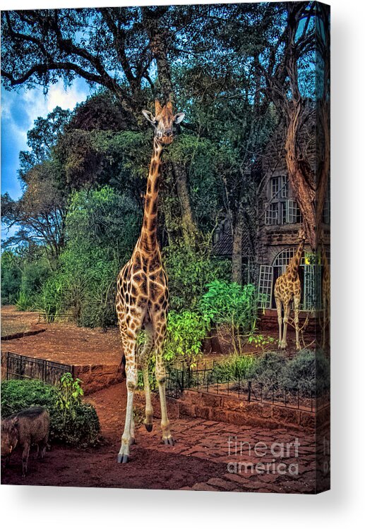 Giraffe Acrylic Print featuring the photograph Welcome to Giraffe Manor by Karen Lewis