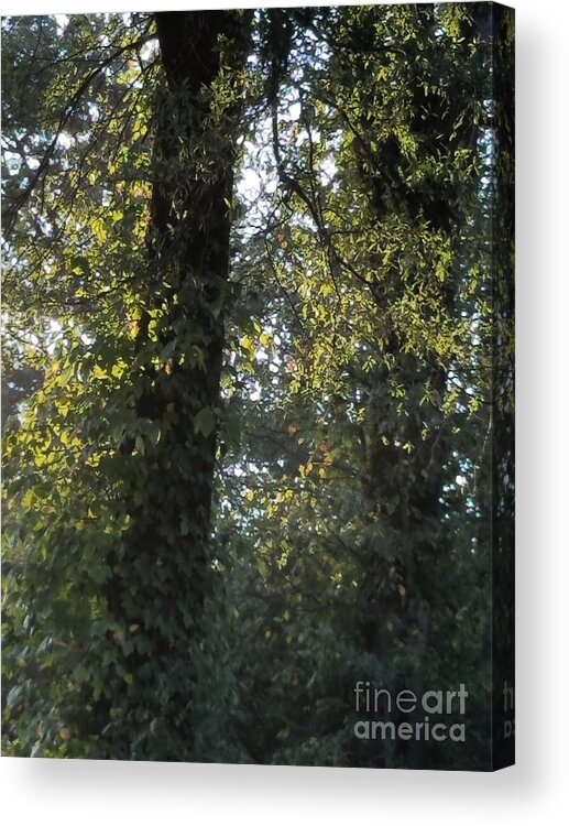 Whispering Light Acrylic Print featuring the photograph Whispering Light by Maria Urso