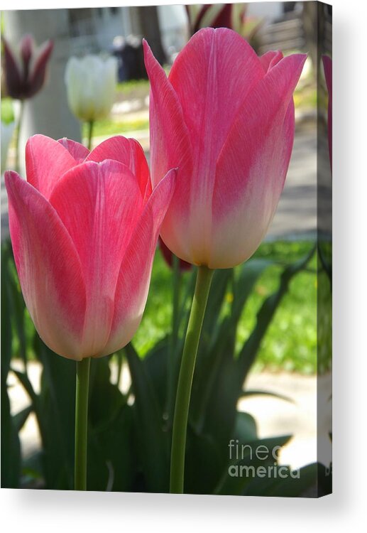 Garden Acrylic Print featuring the photograph Whispers Softly in The Morning by Lingfai Leung