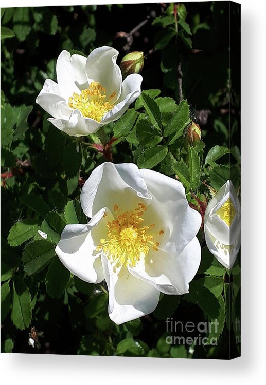 White Acrylic Print featuring the photograph White perfection by Brenda Kean