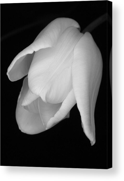 Flower Acrylic Print featuring the photograph White Tulip by Thomas Pipia