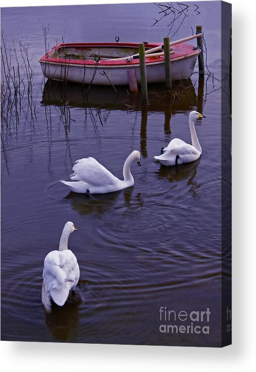 Swan Acrylic Print featuring the photograph Whooper swans on river by Martyn Arnold