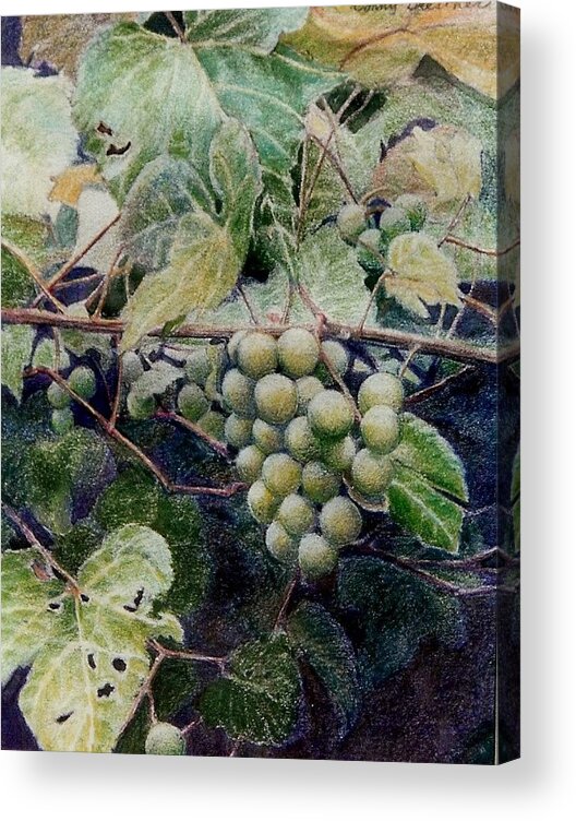 Green Acrylic Print featuring the painting Wild grapes by Constance Drescher