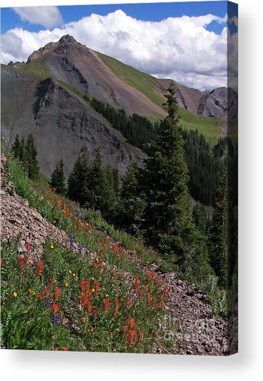 Wildflowers Acrylic Print featuring the photograph Wildflower View by Jennifer Robin