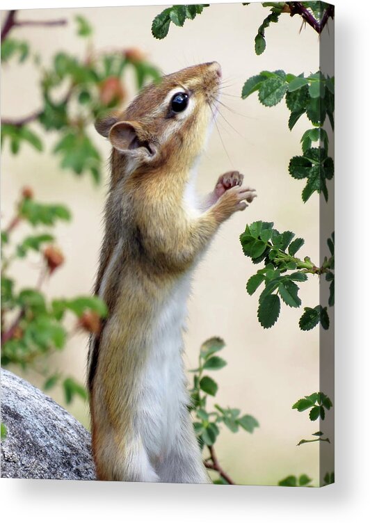  Animal Acrylic Print featuring the photograph Within Reach - Chipmunk by MTBobbins Photography
